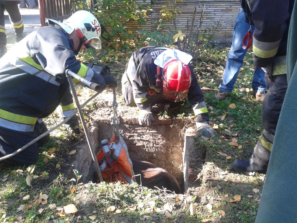 Így mentették a pónik a szentendrei tűzoltók – FOTÓK