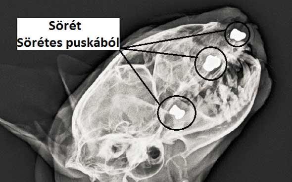 Kisállat gazdák figyelem!