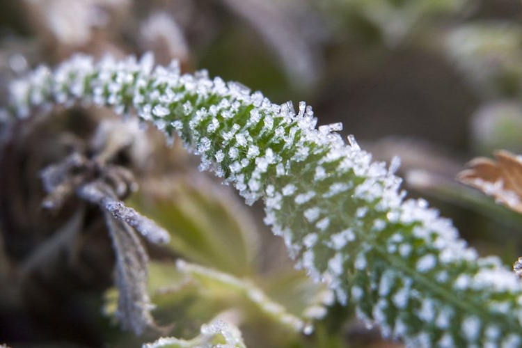 Agrometeorológia: a jövő héten visszatérnek a fagyok