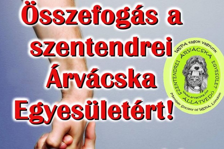 Összefogás a Szentendrei Árvácska Egyesületért! – Segítsünk!