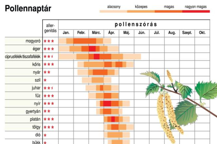 Tart a parlagfű pollenszezon csúcsidőszaka