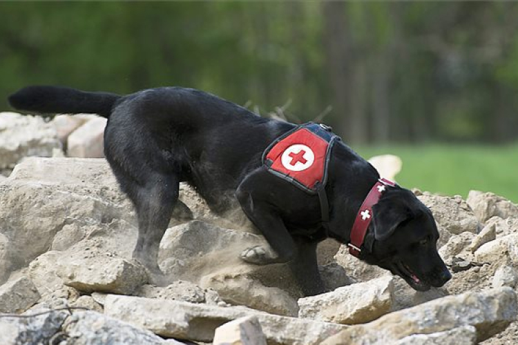 Lezuhant repülő és mentőkutyák Szentendrén