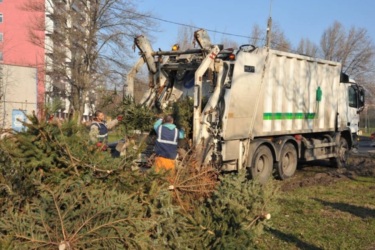 Fenyőfabegyűjtési időpontok