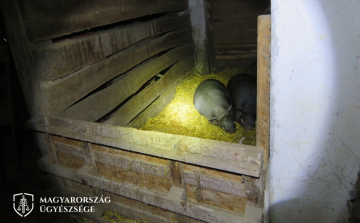 Részegen macsatéval támadt rá a disznókra